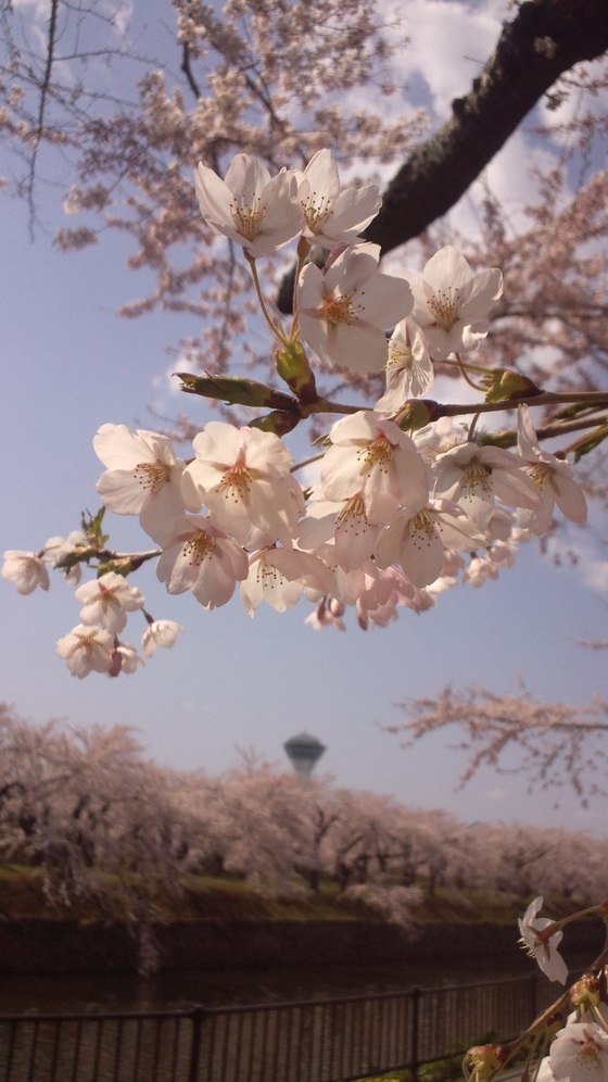 函館桜